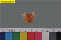 藏品(短指和尚蟹)的圖片